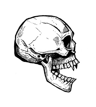 310x346 Skull Drawings