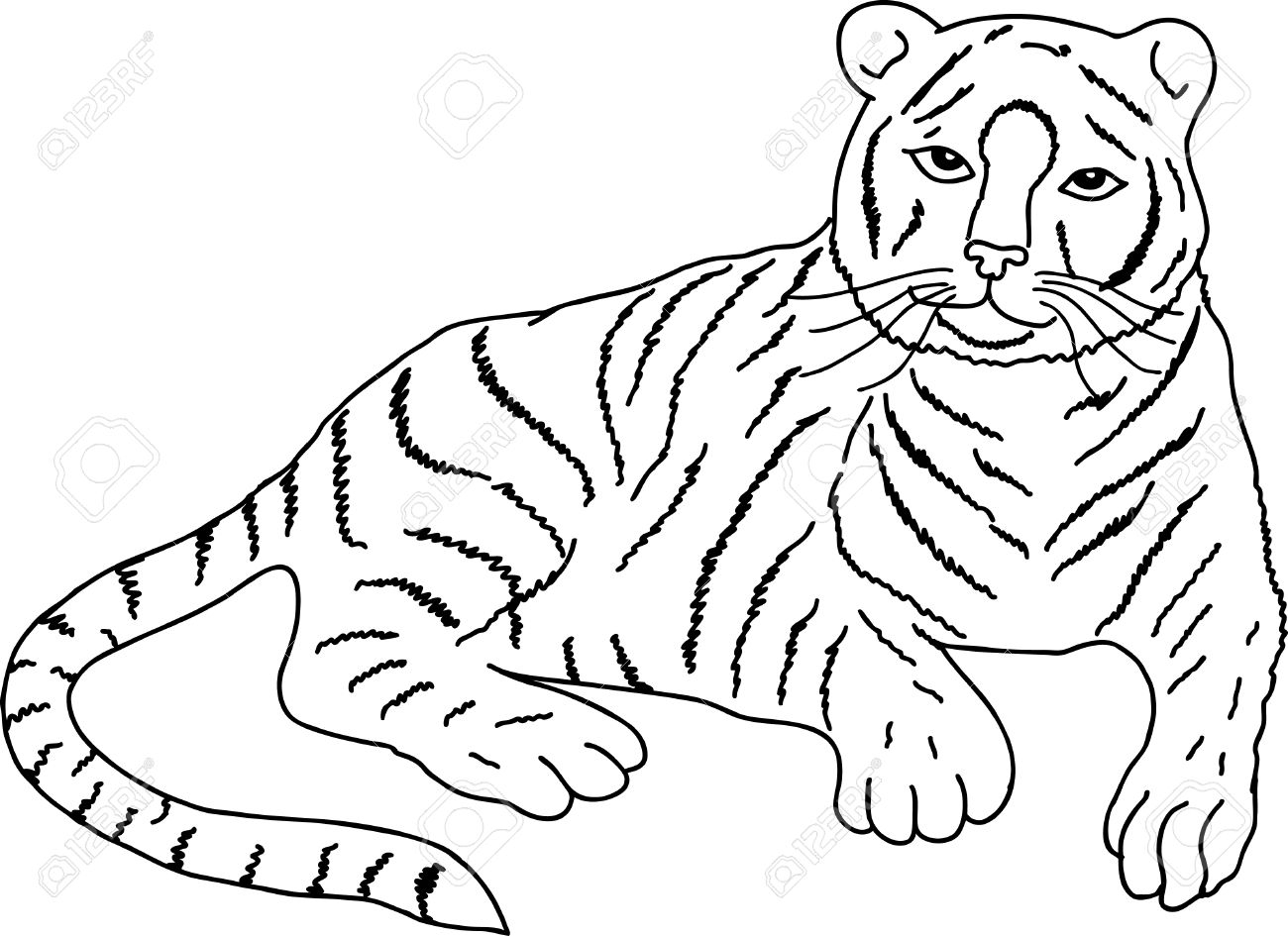 1300x945 Drawing Of Tiger Pictures 7. How To Draw A Realistic Tiger