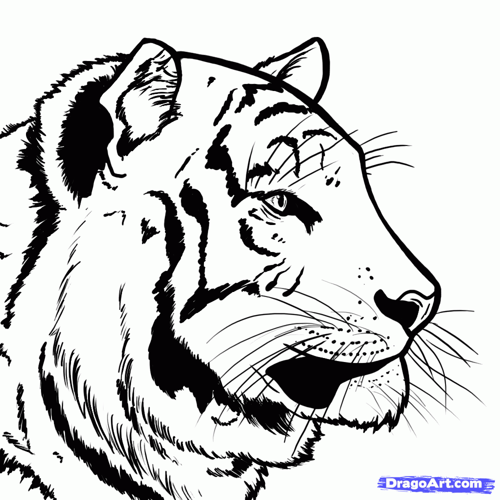 1000x1000 Drawn Tigres Bengal Tiger
