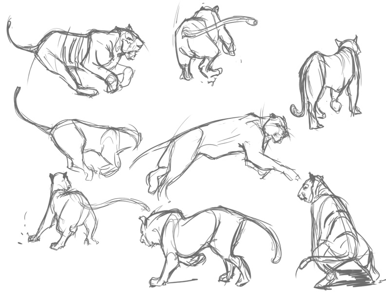 792x612 The Story Of James Tiger Sketches