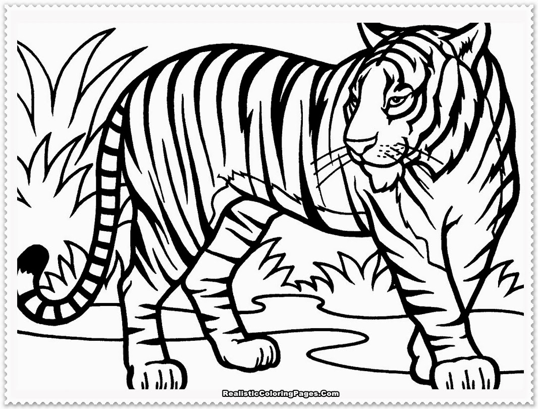 1066x810 Tiger Coloring Pages For Kids To Sweet Draw Printable Coloring