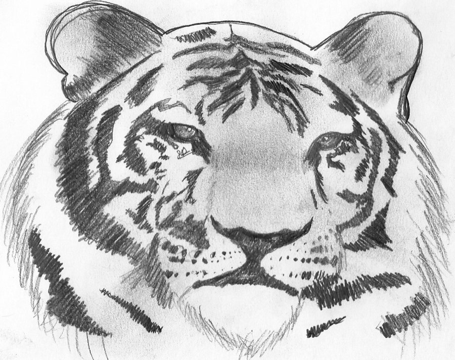 900x712 Tiger Pencil Drawing By Photogenius123