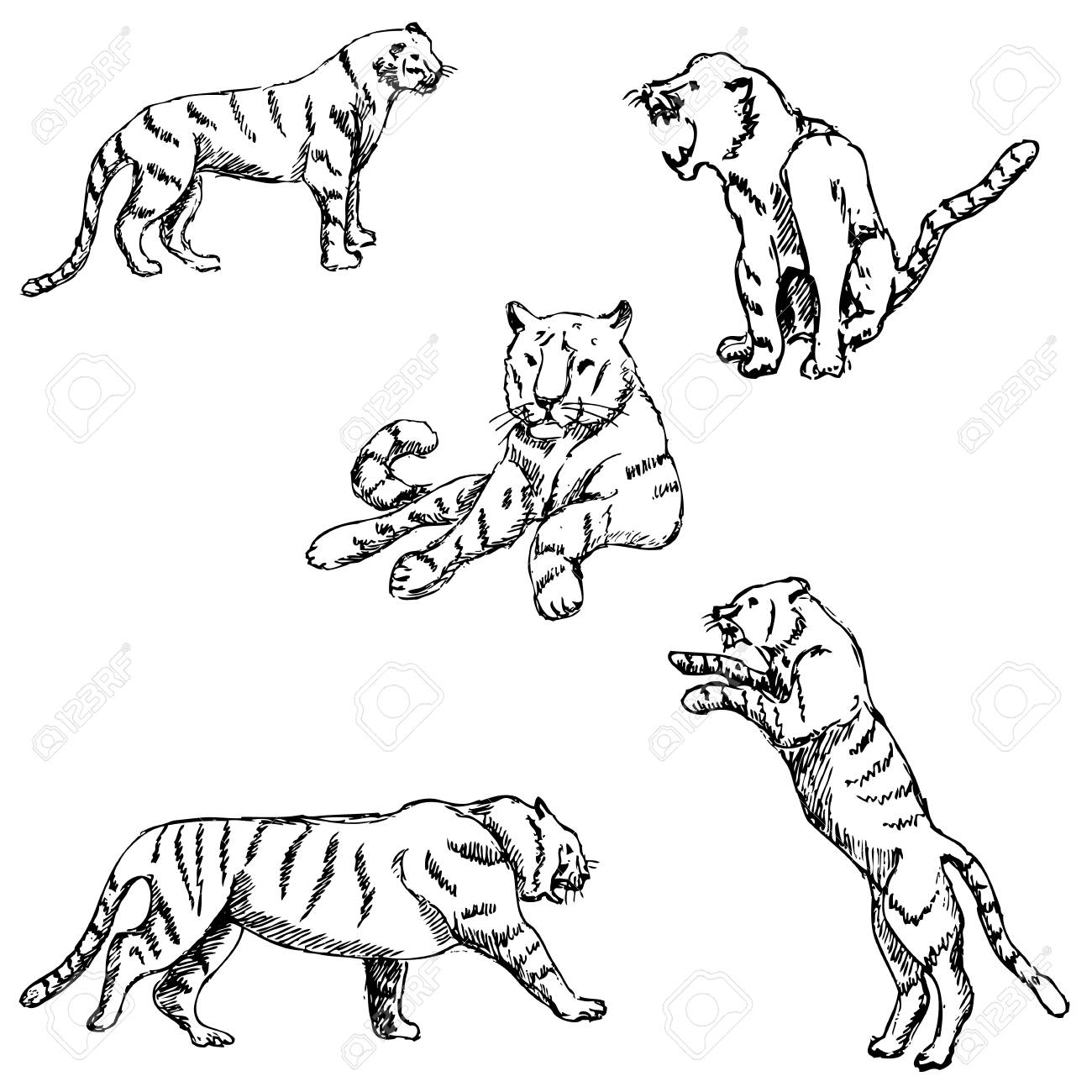 1300x1300 Tigers. A Sketch By Hand. Pencil Drawing. Vector Image Royalty