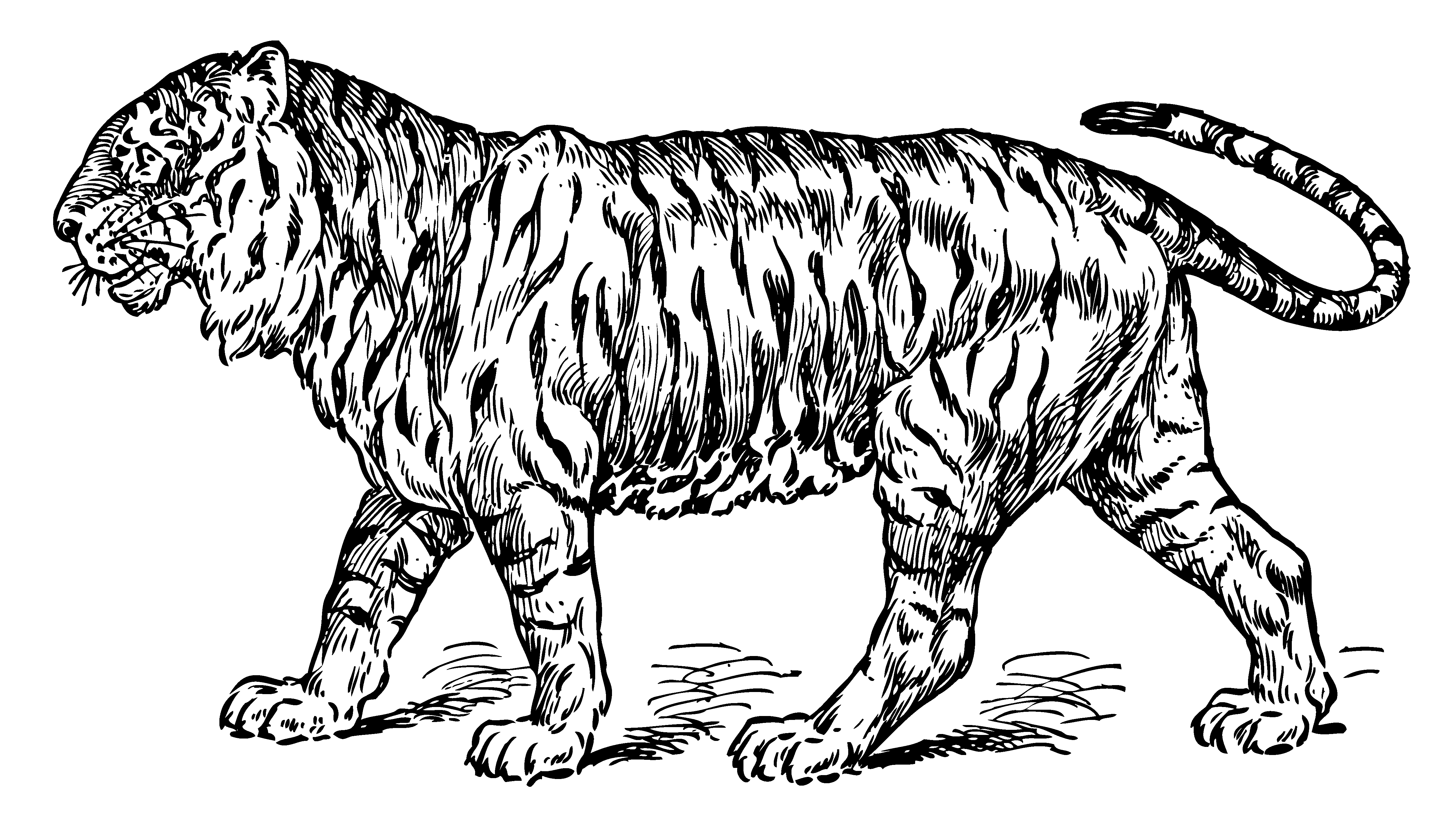 4851x2737 Vintage Tiger Coloring Page