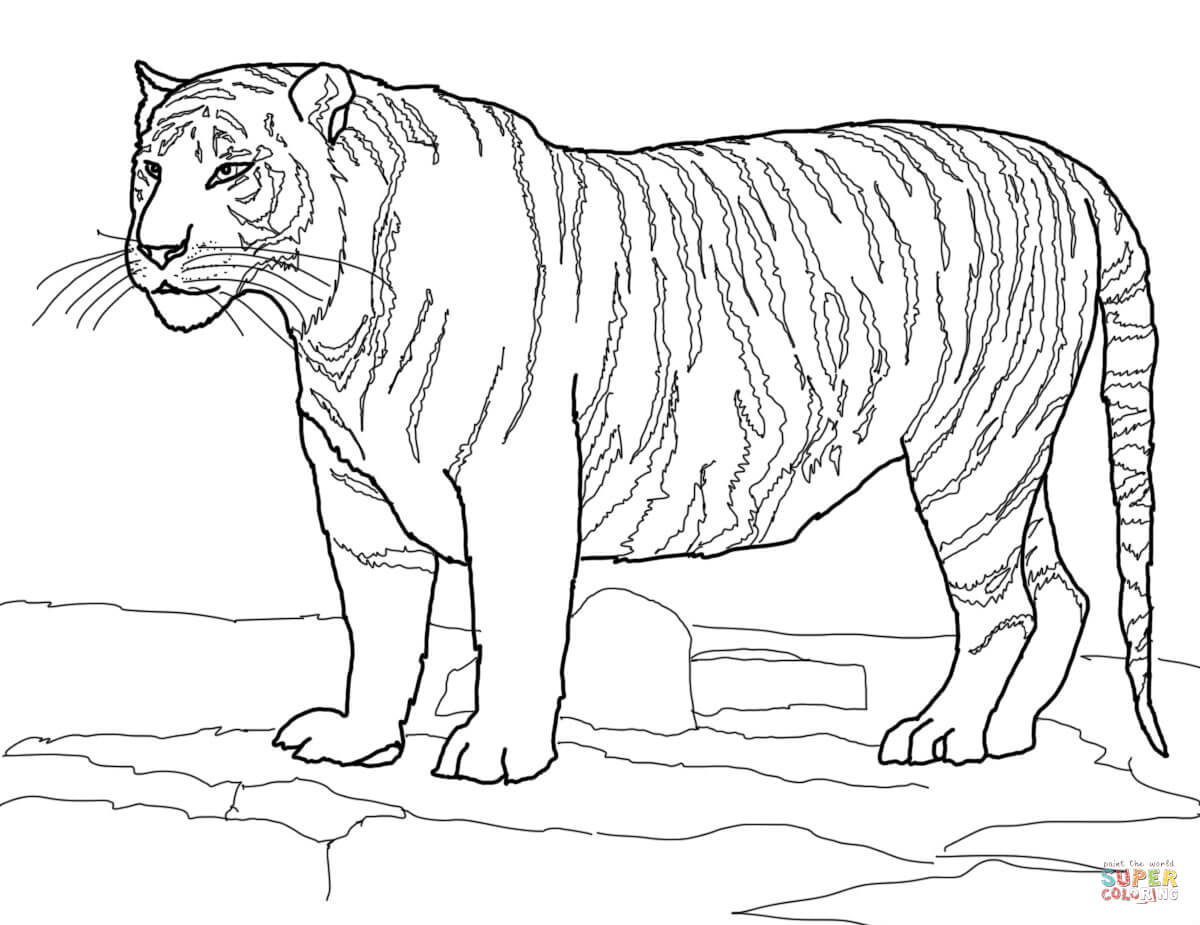 1200x925 Coloring Pages Excellent Bengal Tiger Coloring Pages A Realistic