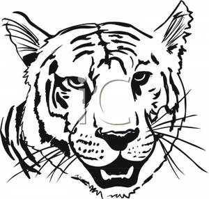 300x286 Drawings Of Tigers Face Pictures Of Tiger