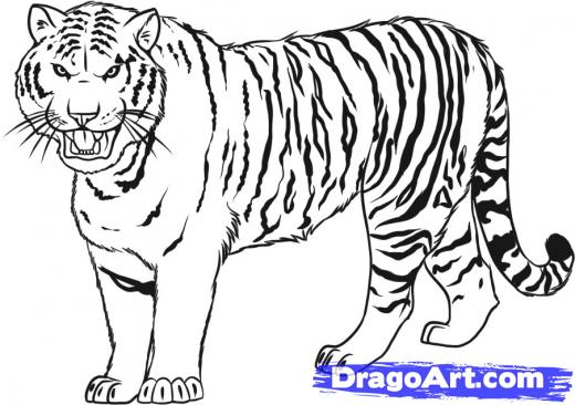 520x366 Drawn White Tiger Draw