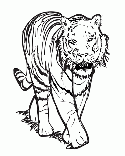 400x499 Amazing Pictures Of Drawings Of Tigers How To Draw A Tiger Step By