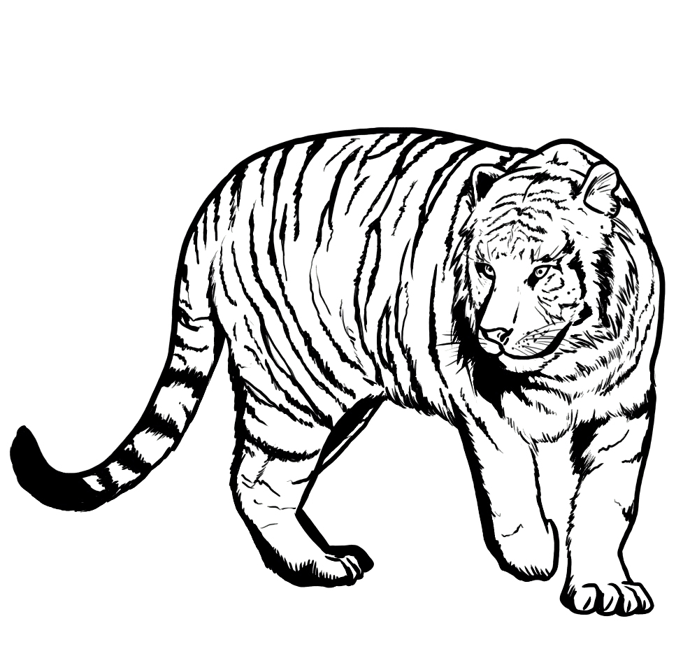 987x938 Special Coloring Pages Of Tigers Top Kids Colo