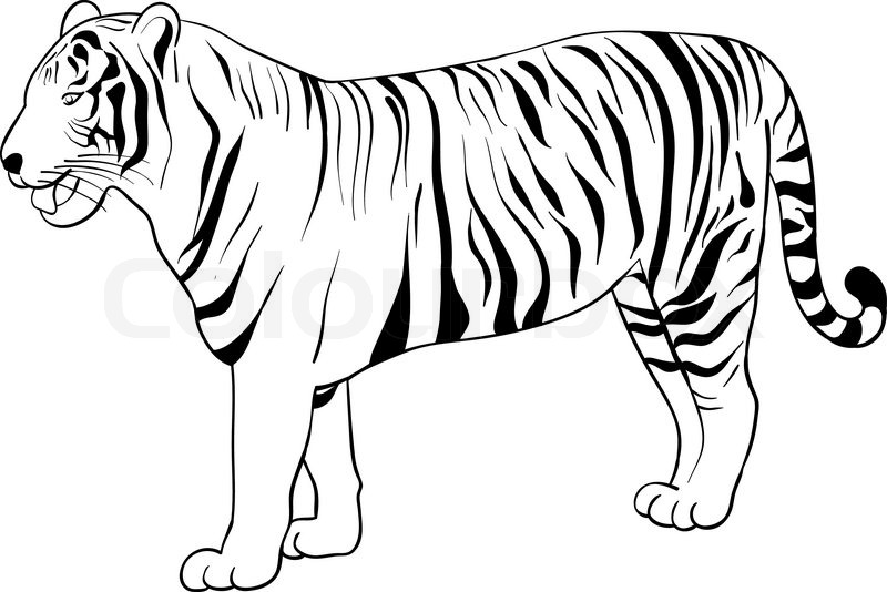 800x534 Tiger Drawing Isolated On The White Stock Vector Colourbox