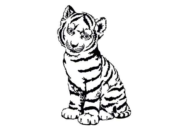 600x450 Tigers Coloring Pages Free