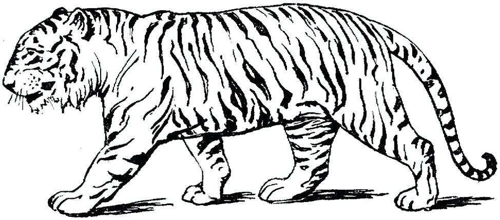974x429 Coloring Pages Of Tigers