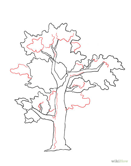 433x550 Draw A Real Tree Drawing Trees, Drawings And Sketches