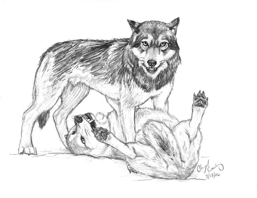900x696 Wolves Sketch By Silvercrossfox