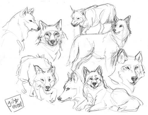 500x387 Can Draw Wolves Tumblr