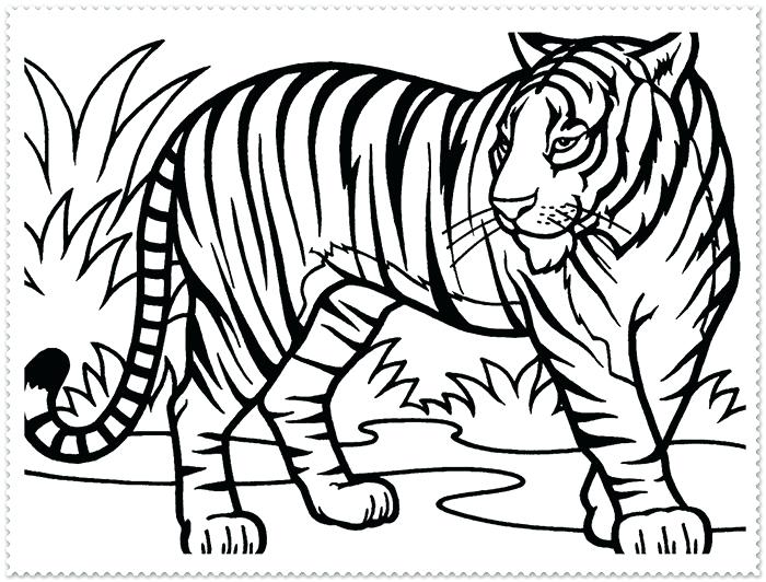 700x532 Tiger Picture To Color More Images Of Outline Of A Tiger White
