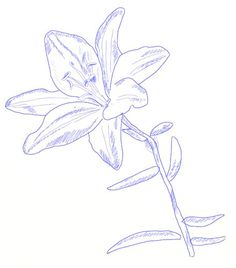 236x268 How To Draw A Lily Flower