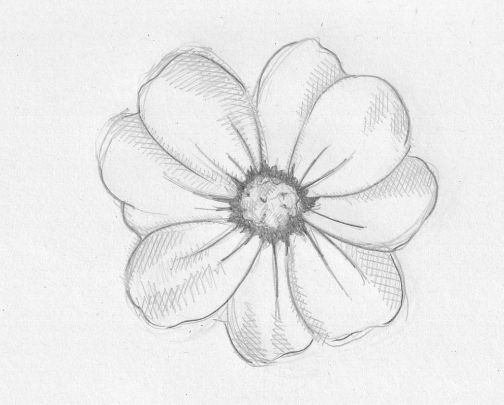 1024x822 Flower Drawing In Pencil