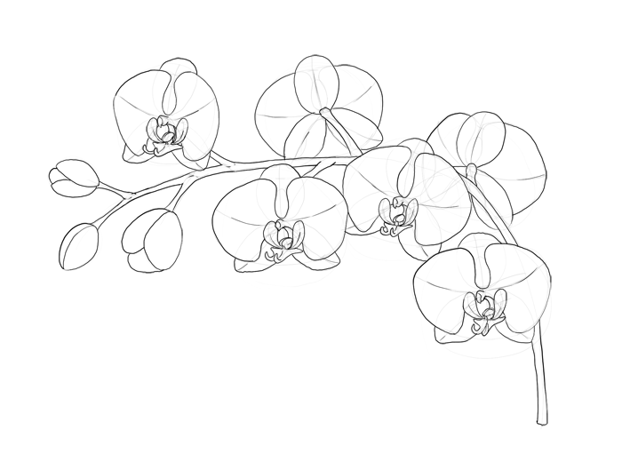 700x520 How To Draw Flowers The Sexy And Sultry Orchid