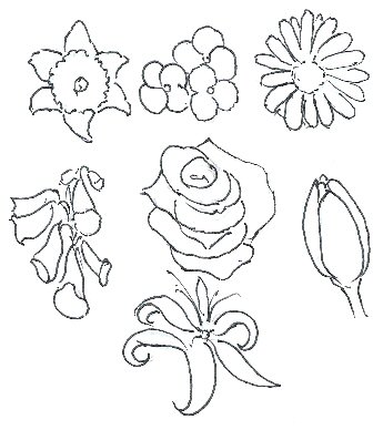 345x388 How To Draw Flowers