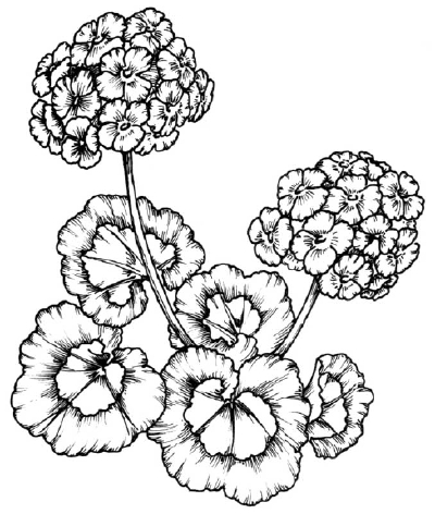 400x472 How To Draw A Geranium Howstuffworks