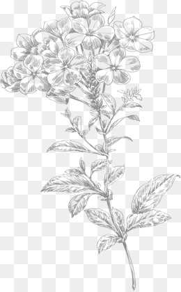 260x420 Line Drawing Of Flowers Png Images Vectors And Psd Files Free