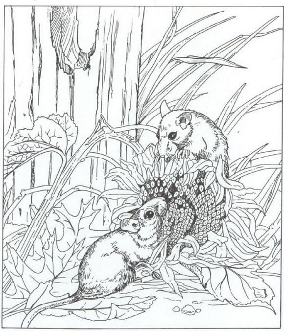 580x676 Kleurplaat Nature Around The House Kids N Fun