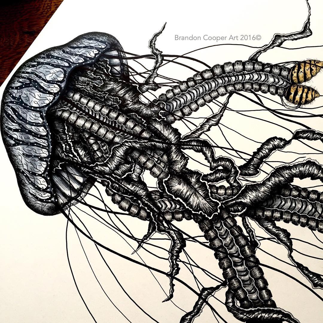 1080x1080 Jellyfish Pen Art Drawing On Instagram