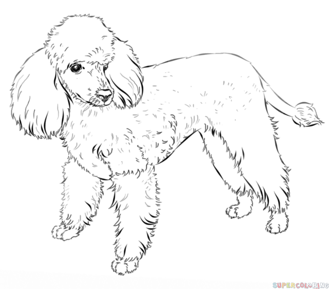 655x575 How To Draw A Poodle Poodle Sketch Made Easy