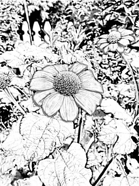 480x640 Georgia O Keeffe Flower Coloring Pages Crokky Coloring Pages