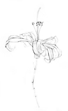 229x375 2012 Pastels Sydney Mcginley