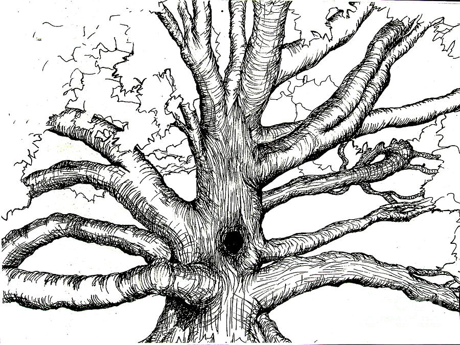 900x675 Pen And Ink Tree Painting By Joseph Hawkins