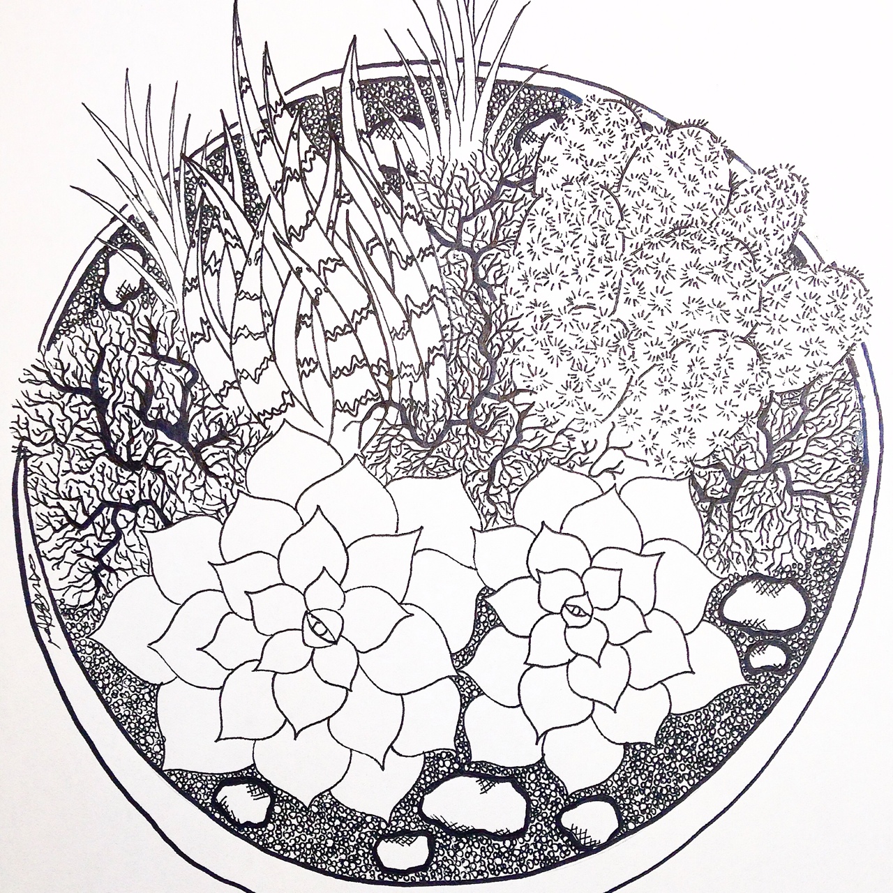 1280x1280 Succulent Drawings