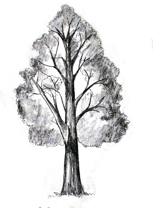 508x690 How To Draw A Tree Tutorial Learn To Draw