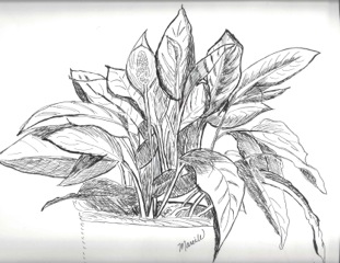 311x240 4 3 Plant Drawing And Shading Marci Watson