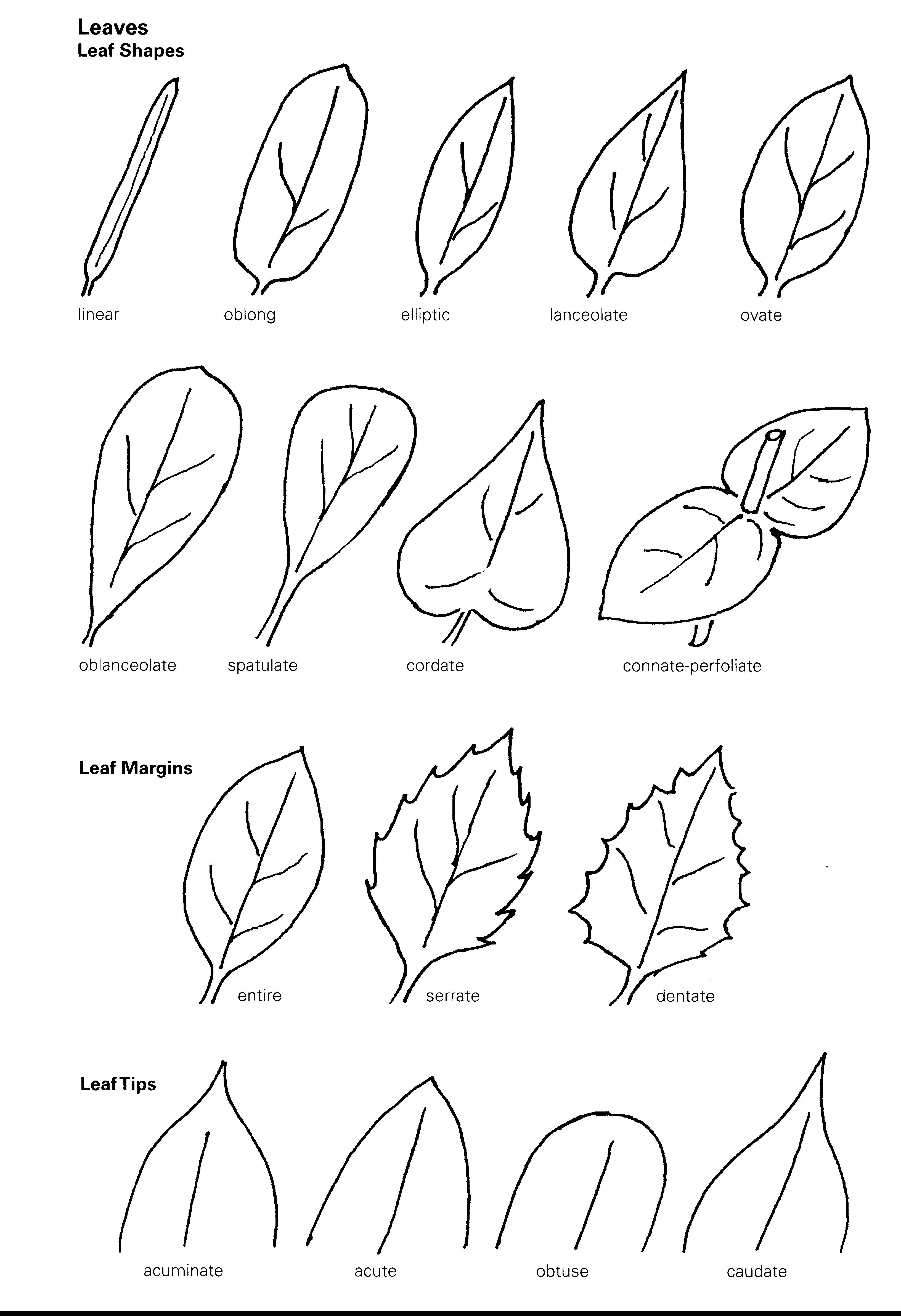 3264x4768 Library Drawings Leaf Shape Margins Tips