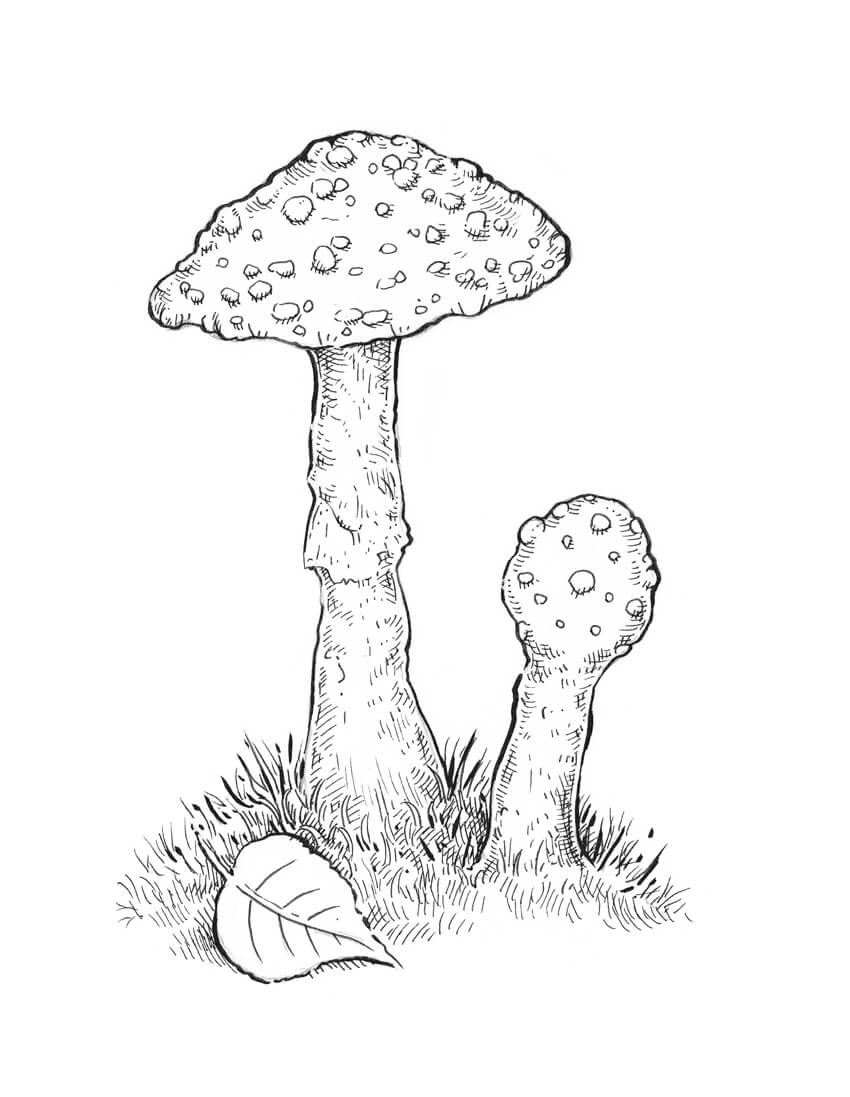 850x1097 How To Draw A Mushroom