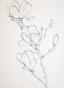219x300 Drawing Pink Magnolia Flowers