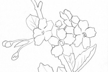 377x251 How To Paint Spring Blossom In Watercolour