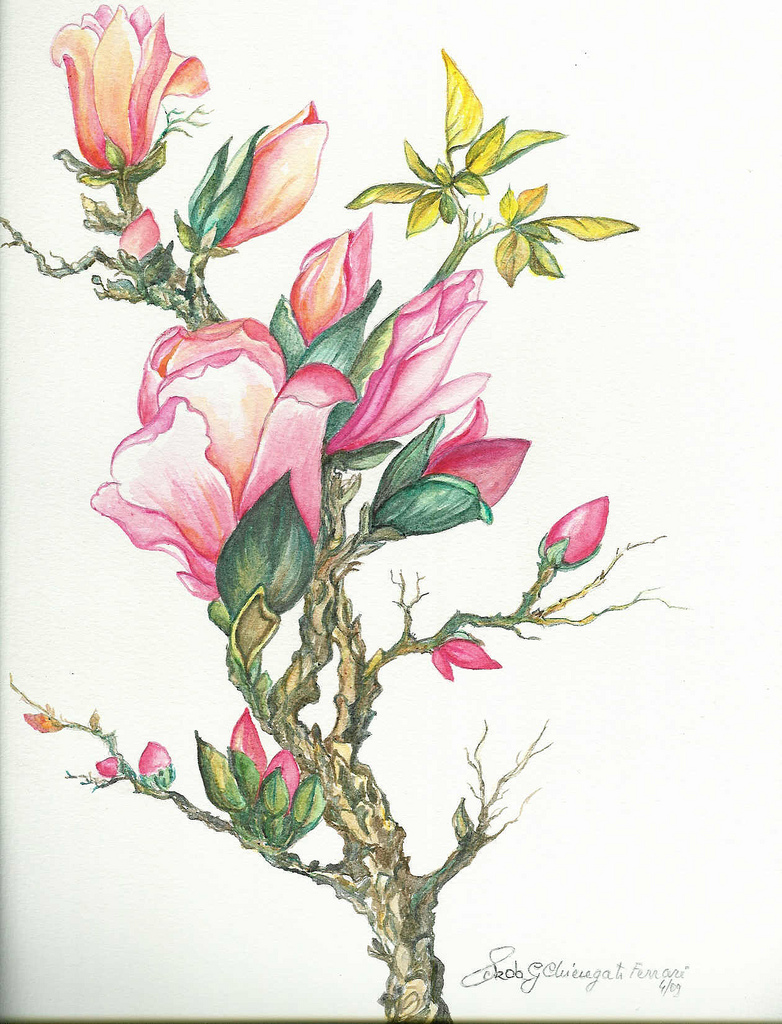 782x1024 The World's Best Photos Of Magnolia And Watercolour