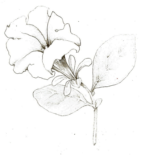 500x545 Tutorial Botanical Drawing With Pencil And Watercolor