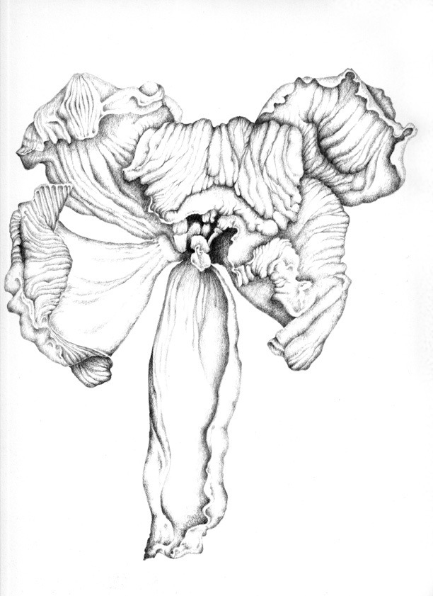 612x841 Drawings Anna Warren Portfolio