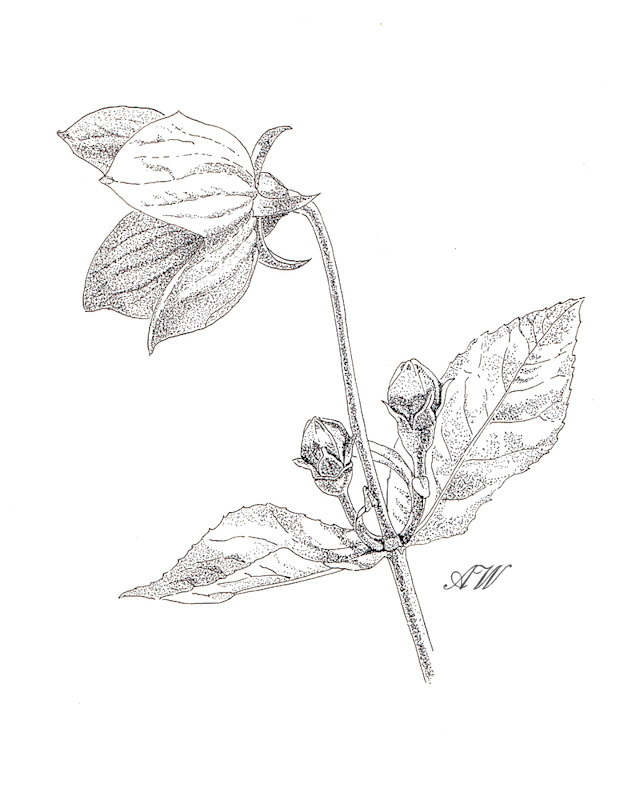 632x800 Ans Werker, Ans Artplace, Drawings And Paintings, Sculpture, Dolls