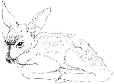 465x343 Nature Sketching With Watercolor Pencils Workbook