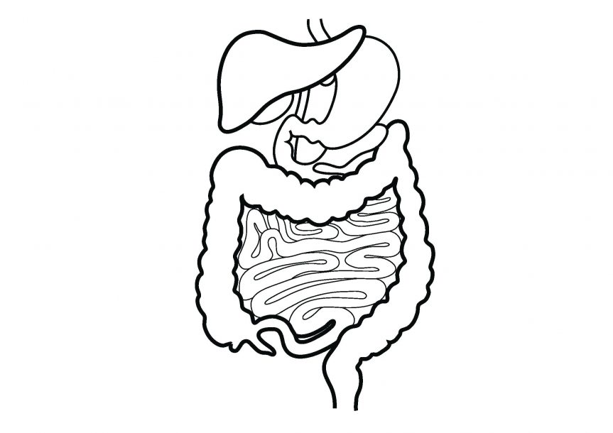 863x610 Sketch For Human Digestive System Easy Drawing Coloring Page Home