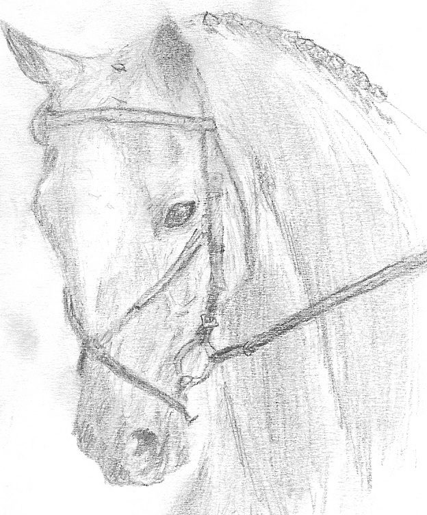 624x752 Dressage Horse By Coyotehills