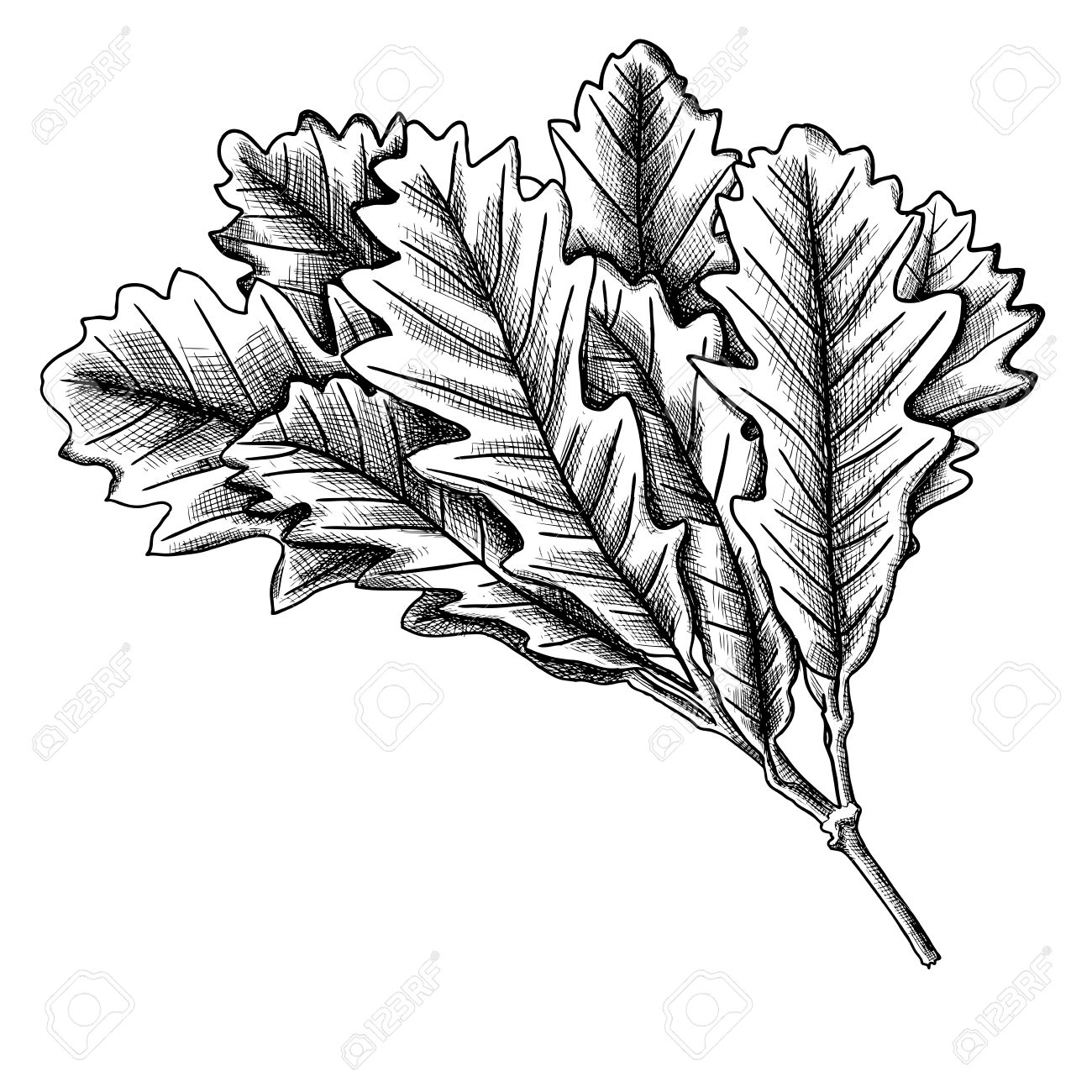 1300x1300 Hand Drawn Ink Rustic Oak Leaf, Oak Leaves Branch Isolated