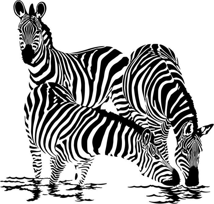 700x666 Gallery For Gt Zebra Drinking Water Drawing Zoe