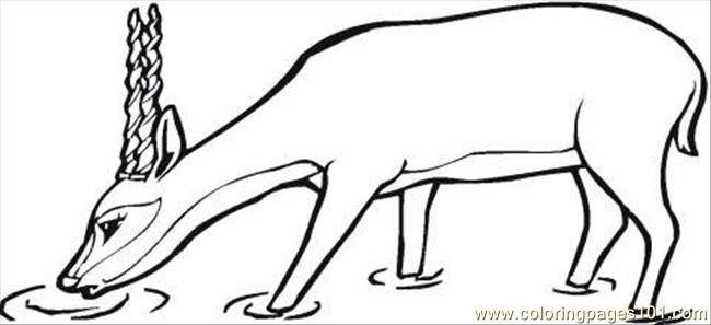 650x297 Antelope Drinks Coloring Page Coloring Page