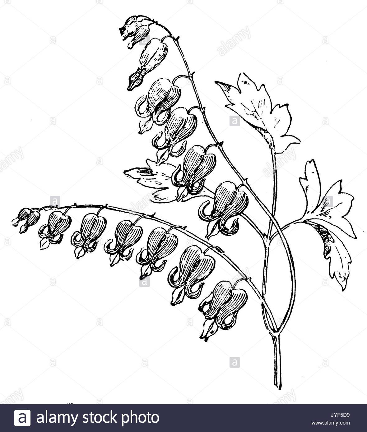 1180x1390 Bleeding Heart Cut Out Stock Images Amp Pictures